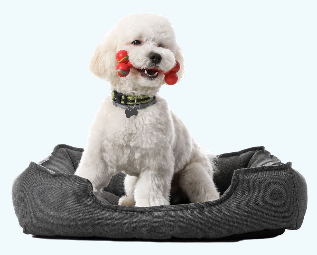Hundezubehör online kaufen Österreich