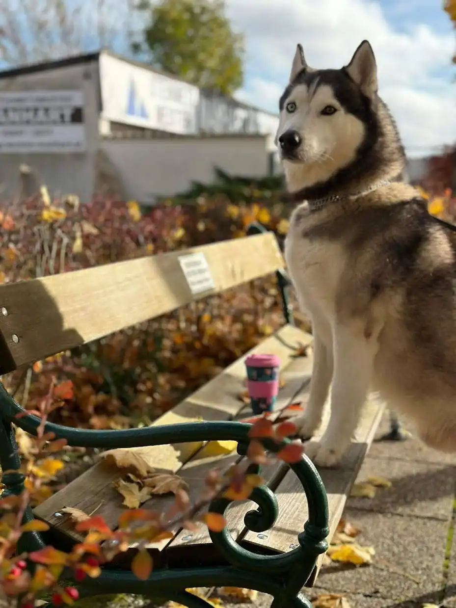 Derek Husky