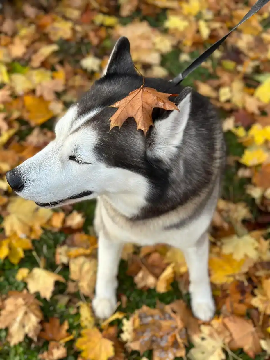 Husky Derek – Inspiration für Hundekönigreich Hundezubehör Österreich