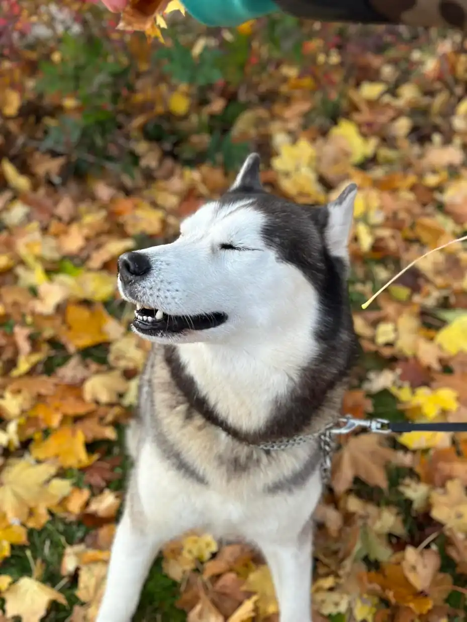 Derek – unser geliebter Husky
